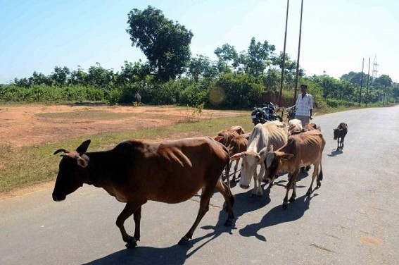 Rampant smuggling of cows continues through Kalamchoura border; Policeâ€™s role under scanner once again